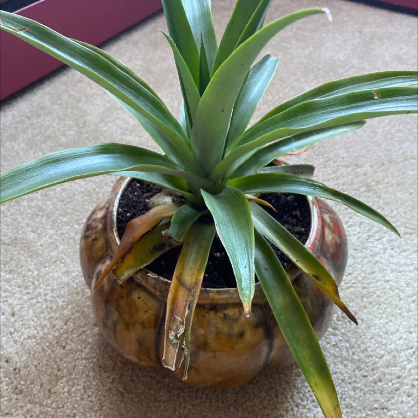 A pineapple plant in a ceramic pot, with long spiky leaves showing some yellowing and browning on the tips.