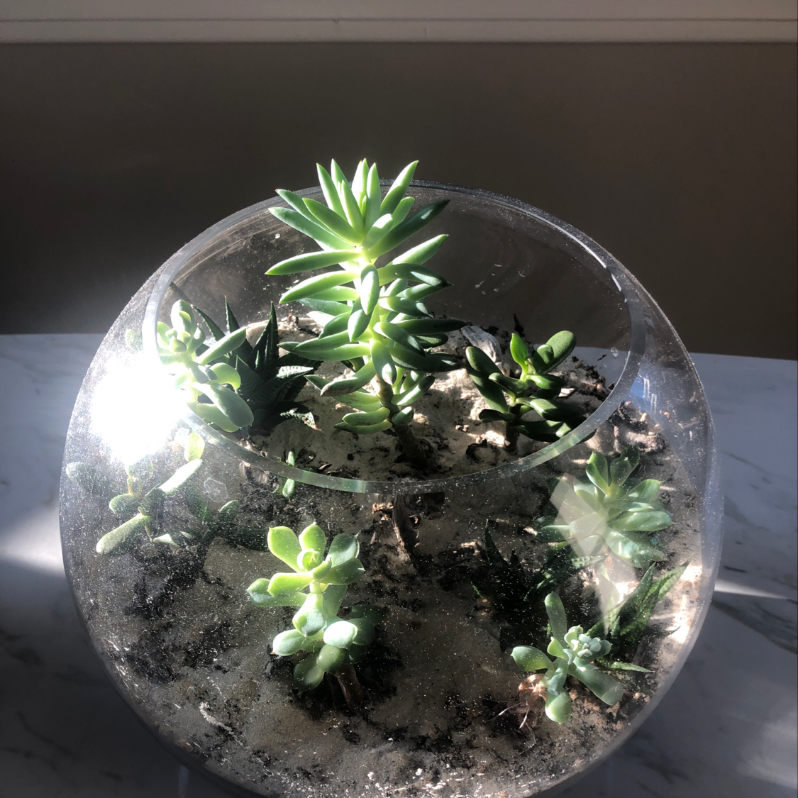Plant care for Brown Manfreda on Greg, the plant care app