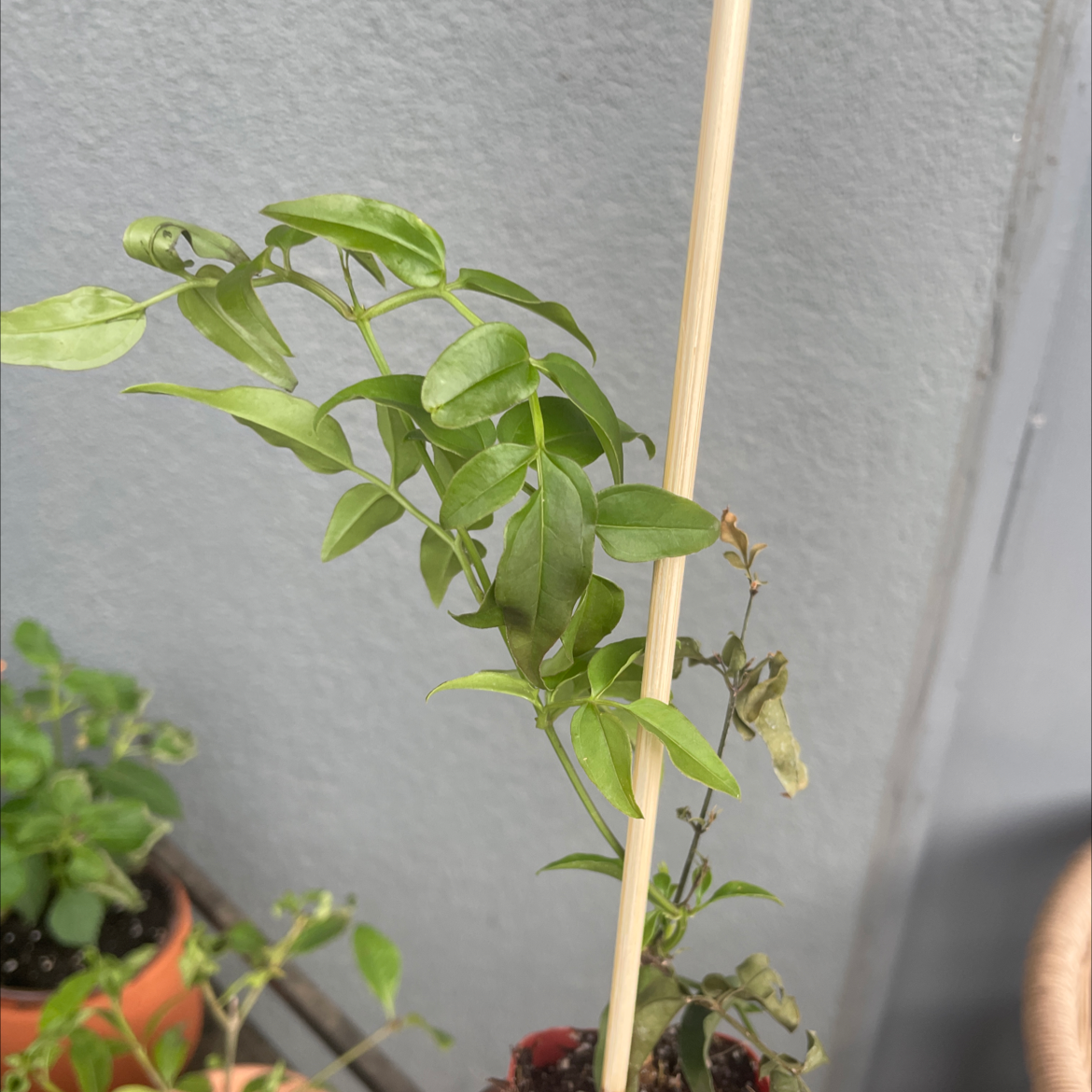 White Jasmine plant with green leaves and a wooden support stick, other potted plants in the background.