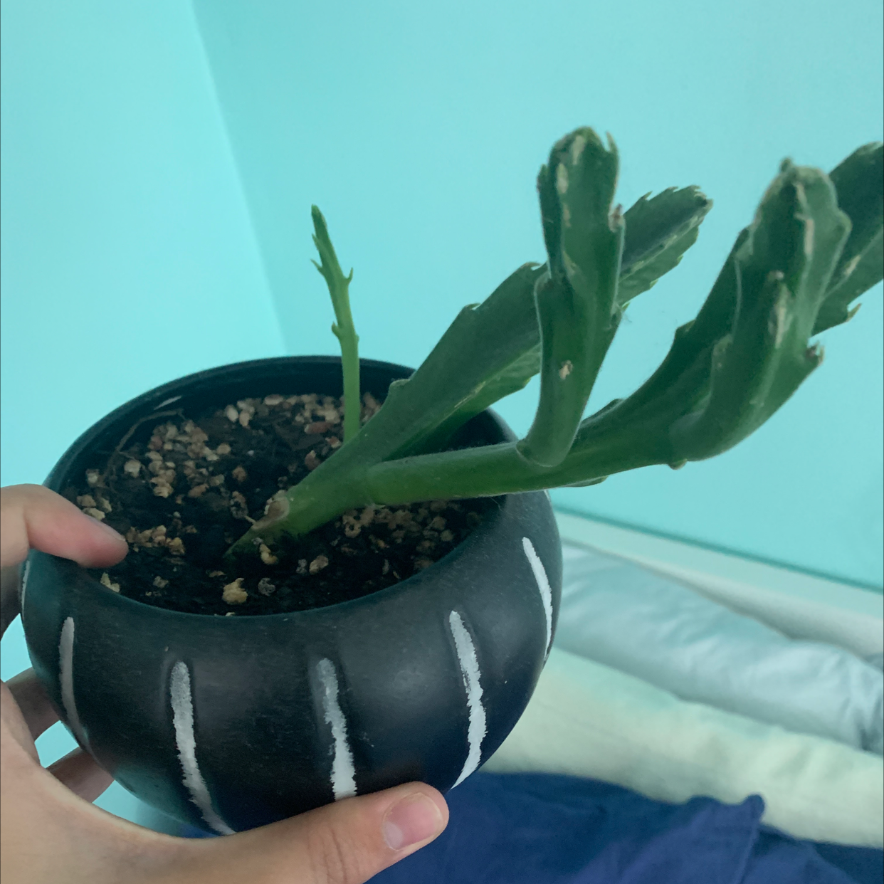 Potted Zulu Giant plant with green stems in a black pot with white stripes, held by a hand.