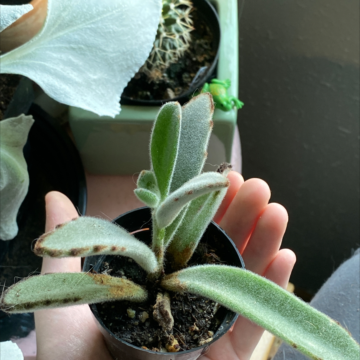 Panda Plant plant photo by @sidney_gia75 named fluffy butt on Greg, the plant care app.