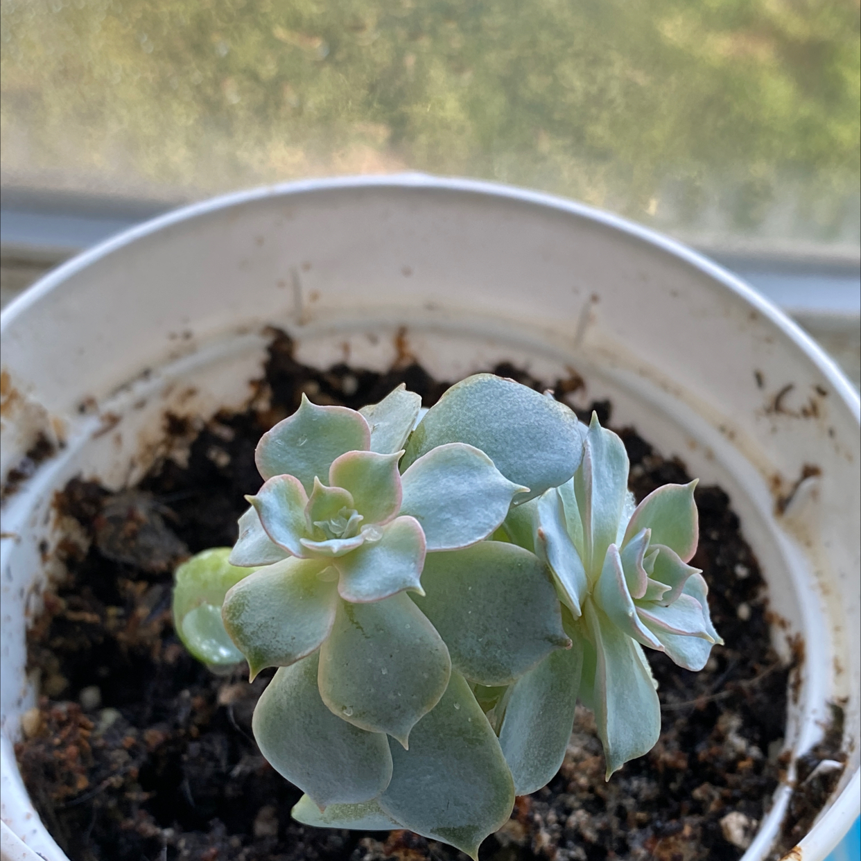 Mexican Snowball plant photo by @sidney_gia75 named sage on Greg, the plant care app.
