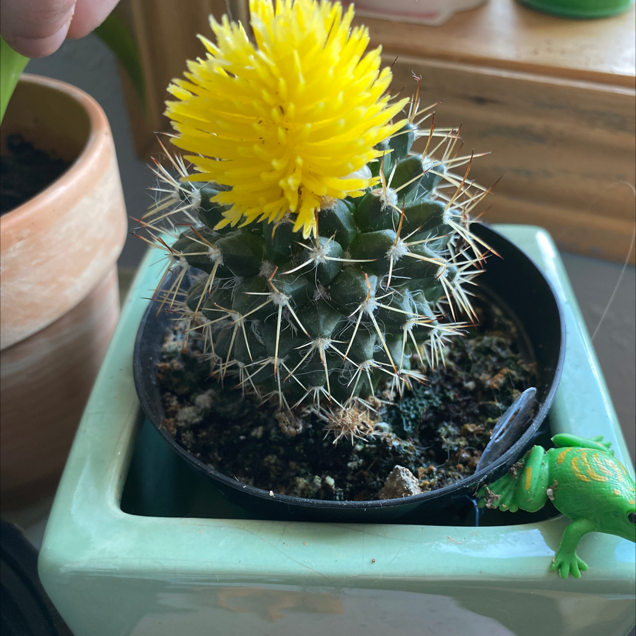 Simpson Hedgehog Cactus plant photo by @sidney_gia75 named spikey on Greg, the plant care app.