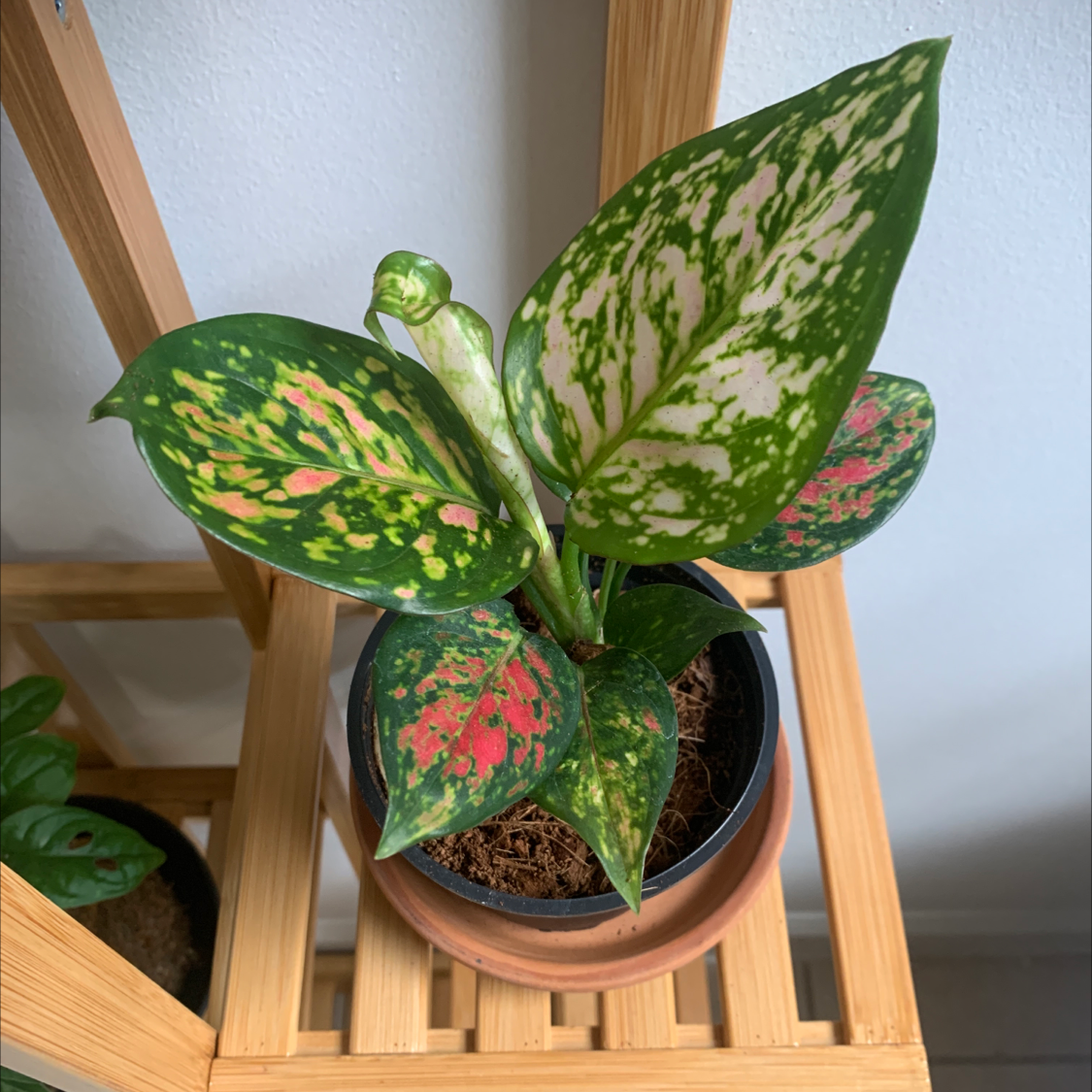 Pink Dalmatian Aglaonema plant in a pot on a wooden shelf with variegated pink and green leaves.