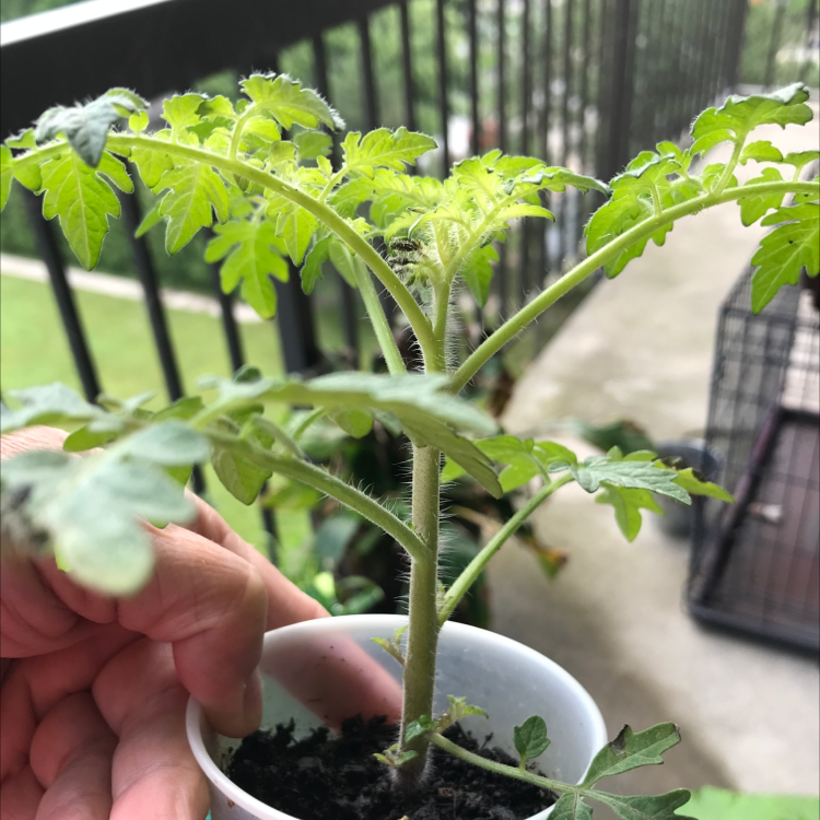 Photo of the plant species Solanum Rostratum by Tina named Your plant on Greg, the plant care app