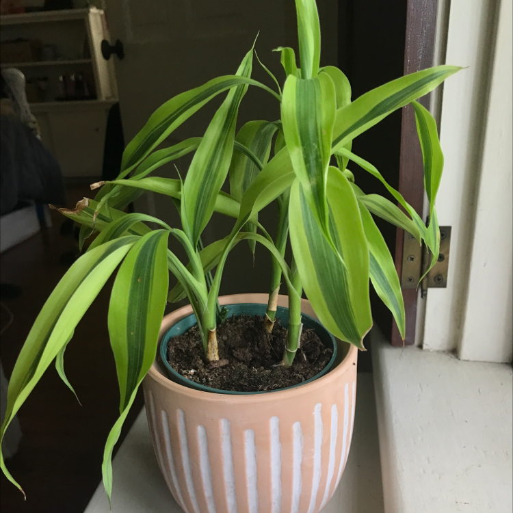 Photo of the plant species Dracaena 'Sted Sol Cane' by Allison named Winston on Greg, the plant care app