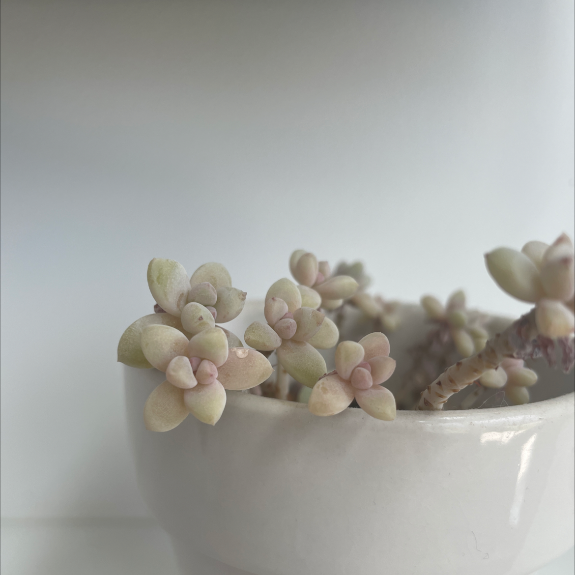 White Stonecrop succulent plant in a white pot with healthy, fleshy leaves.