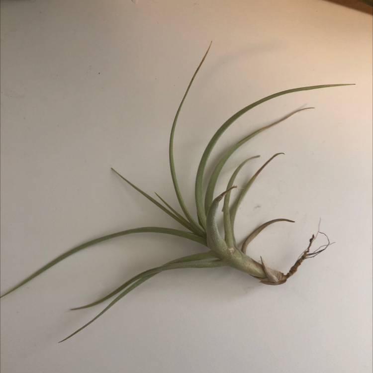 Tillandsia Juncea plant on a plain background, appears healthy.