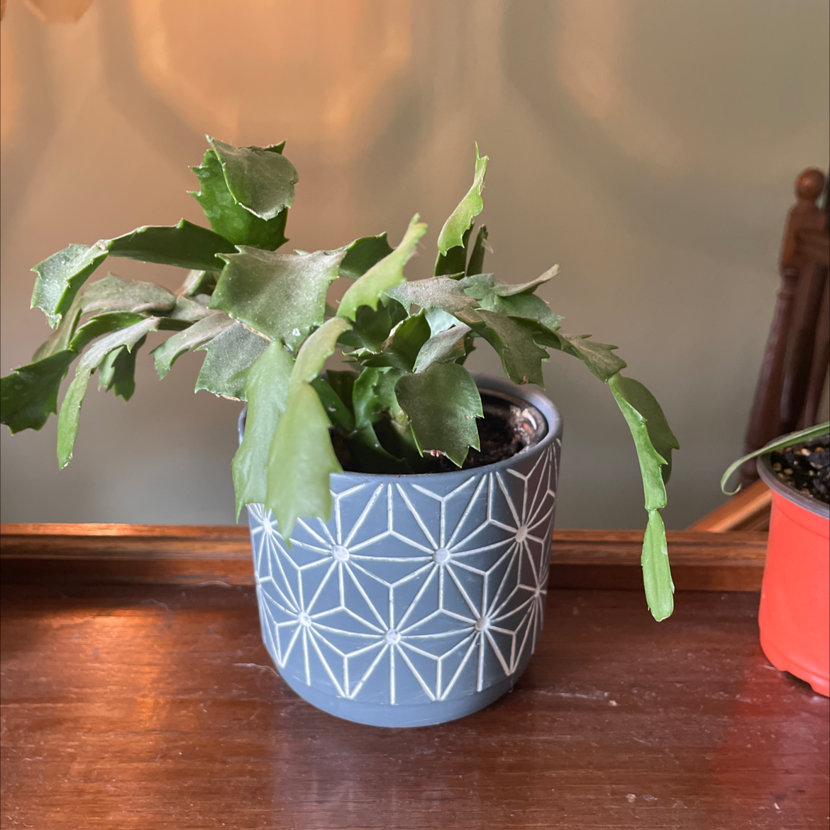 Potted true Christmas Cactus with drooping leaves in a patterned pot.