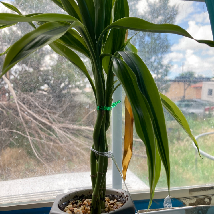 Lucky Bamboo plant photo by @Paper_plate11 named Ross on Greg, the plant care app.