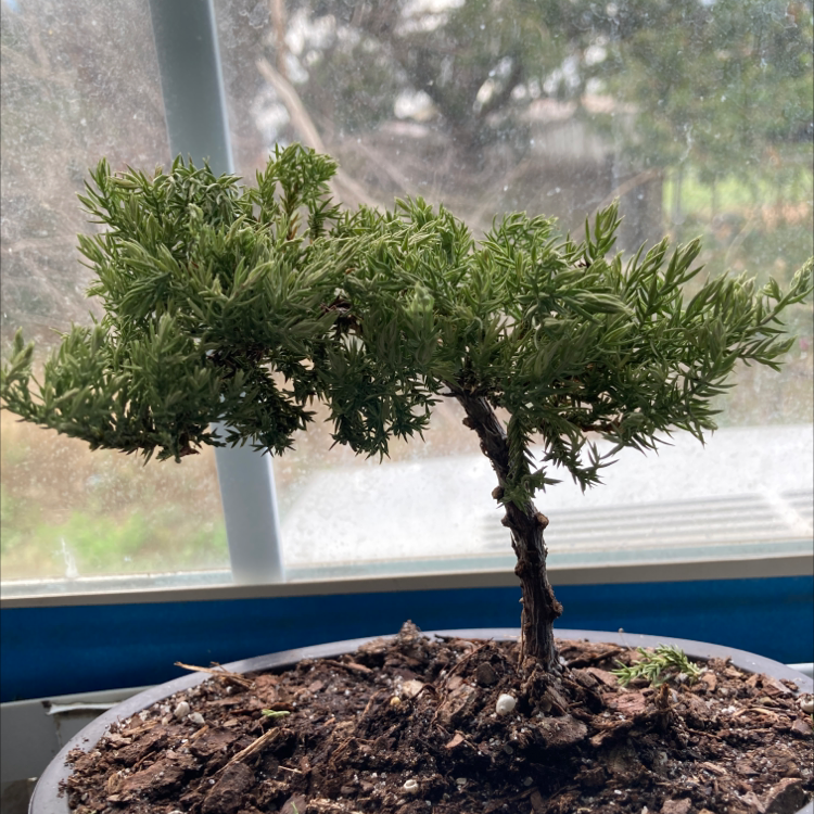 American Juniper plant in a pot with healthy green foliage and visible soil.