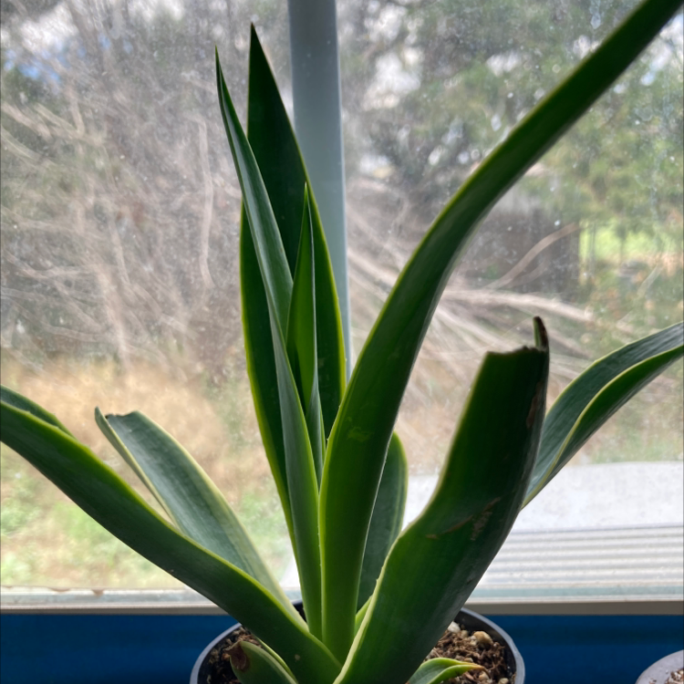 Agave desmettiana 'Variegata' plant photo by @Paper_plate11 named Cosmo on Greg, the plant care app.