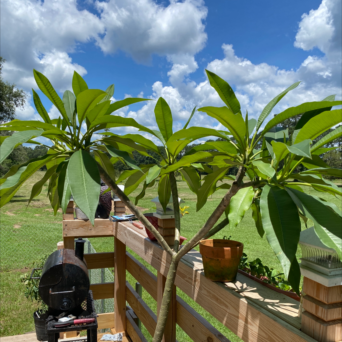 Red Frangipani plant photo by @FayeLavergne57 named Mit on Greg, the plant care app.