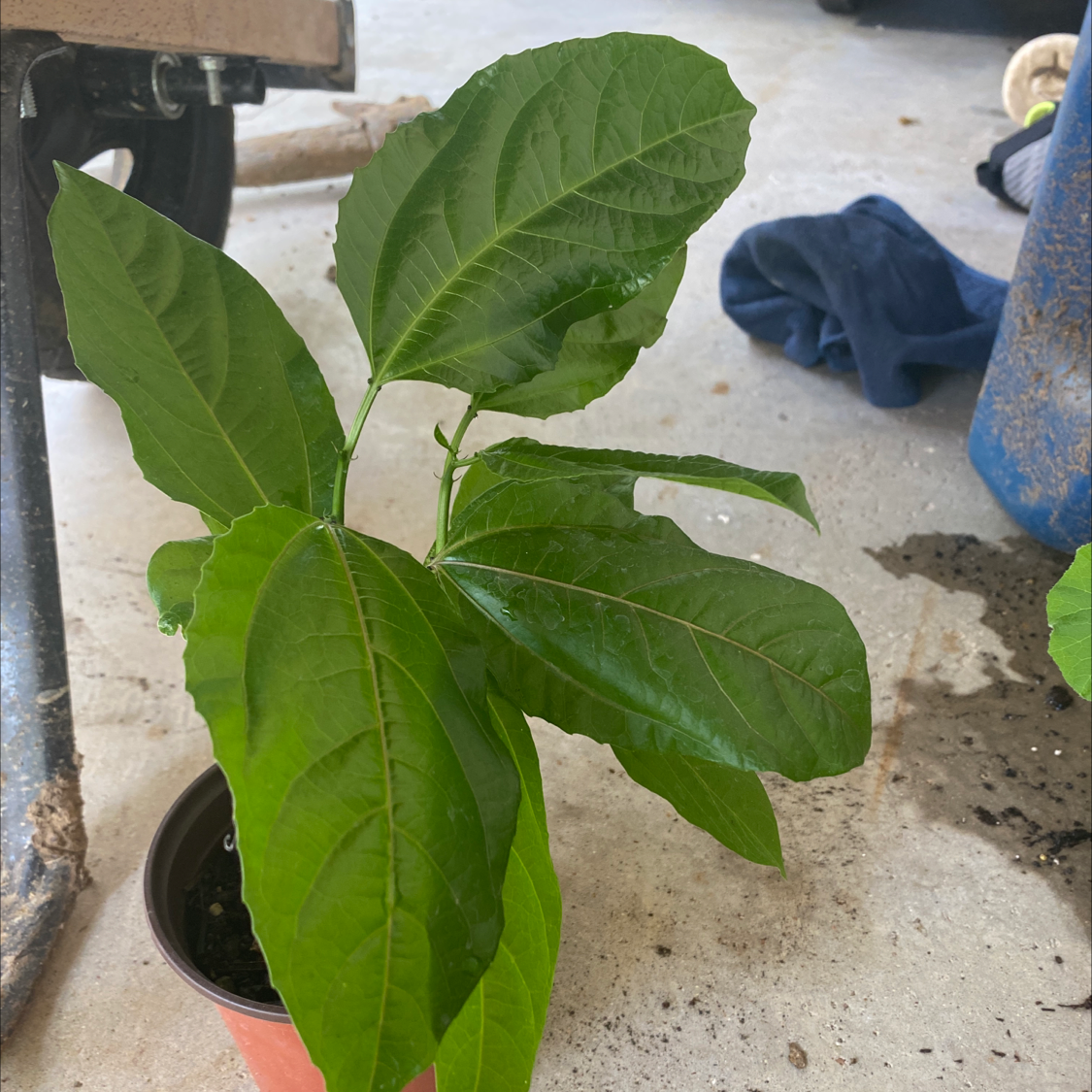 Young Passion Fruit plant with broad green leaves in a small pot on a concrete surface.
