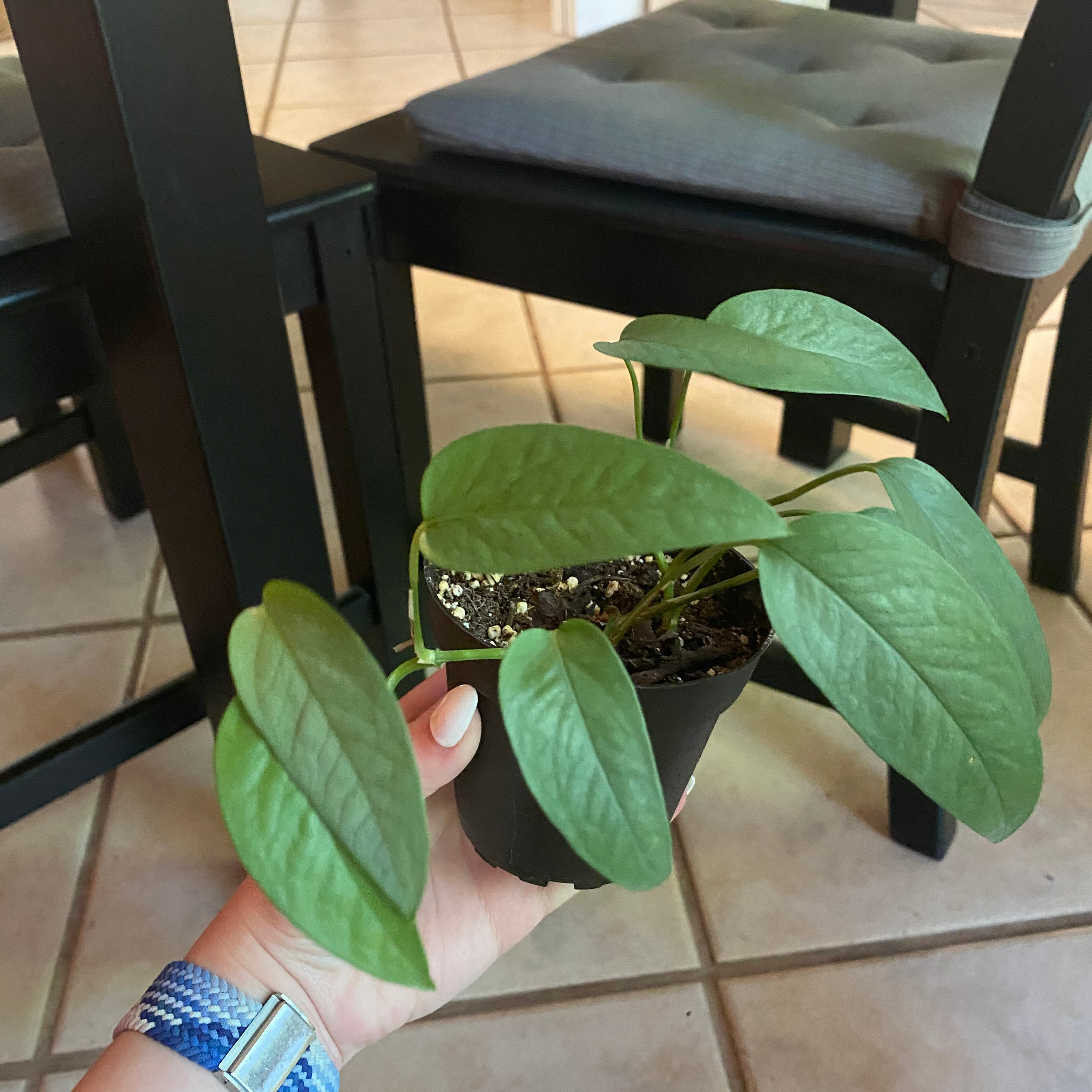 A healthy Cebu Blue Pothos plant in a small pot, held by a hand.