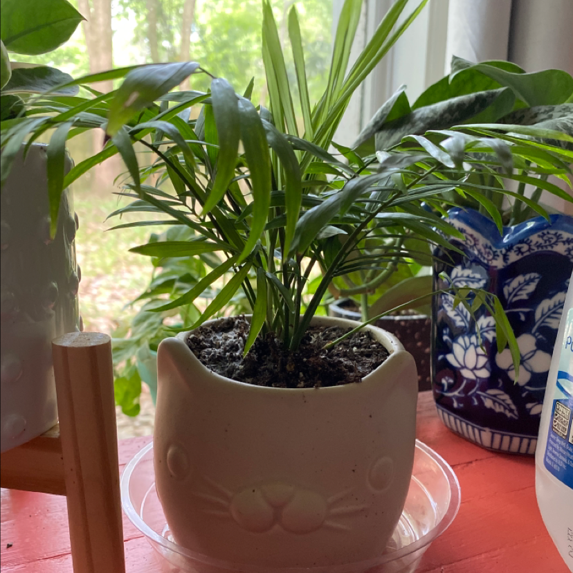 Healthy parlour palm in ceramic pot on red table near bright window, with thin green fronds and no signs of disease.