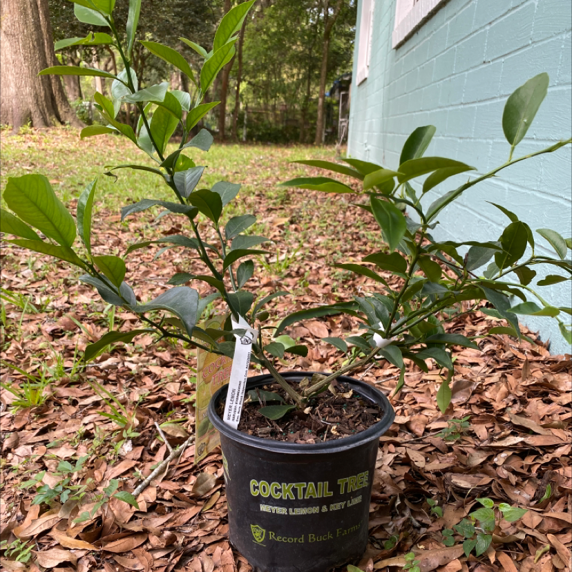 🍋 Why Are My Meyer Lemon Tree Leaves Curling?
