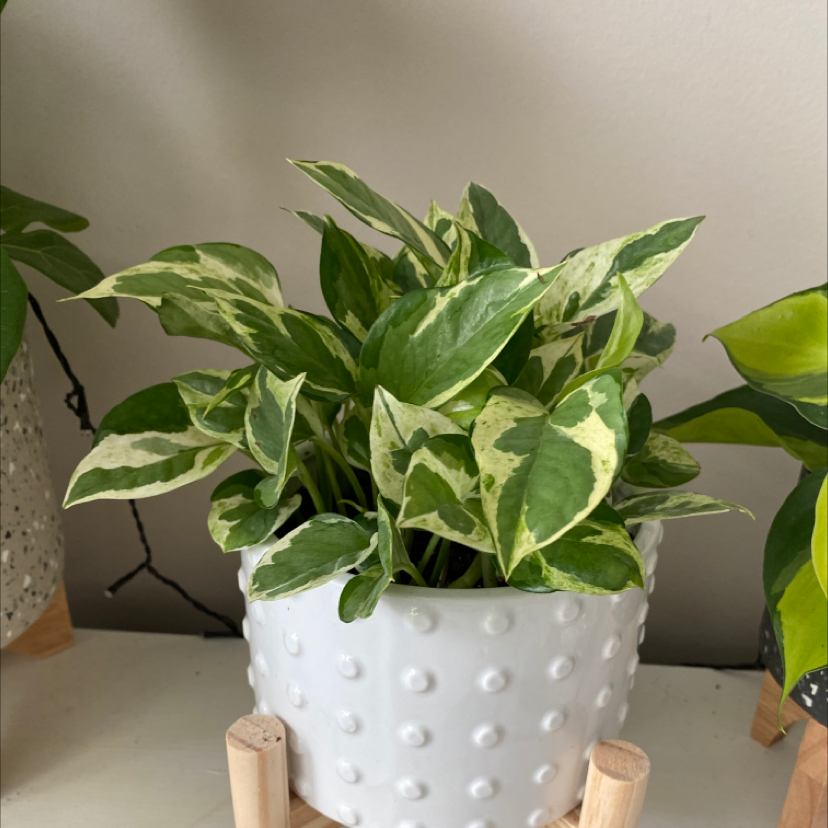 Photo of the plant species Pearls and Jade Pothos by @blacktrashcan named Pearls and Jade on Greg, the plant care app