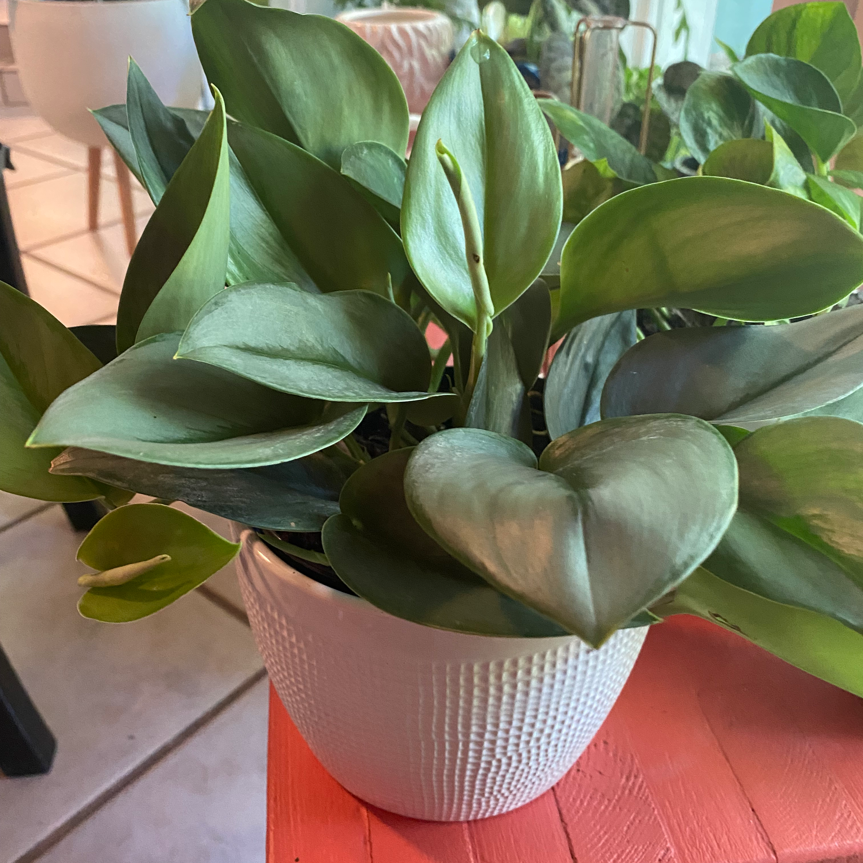 Healthy Scindapsus treubii 'Moonlight' plant in a white textured pot with vibrant leaves.