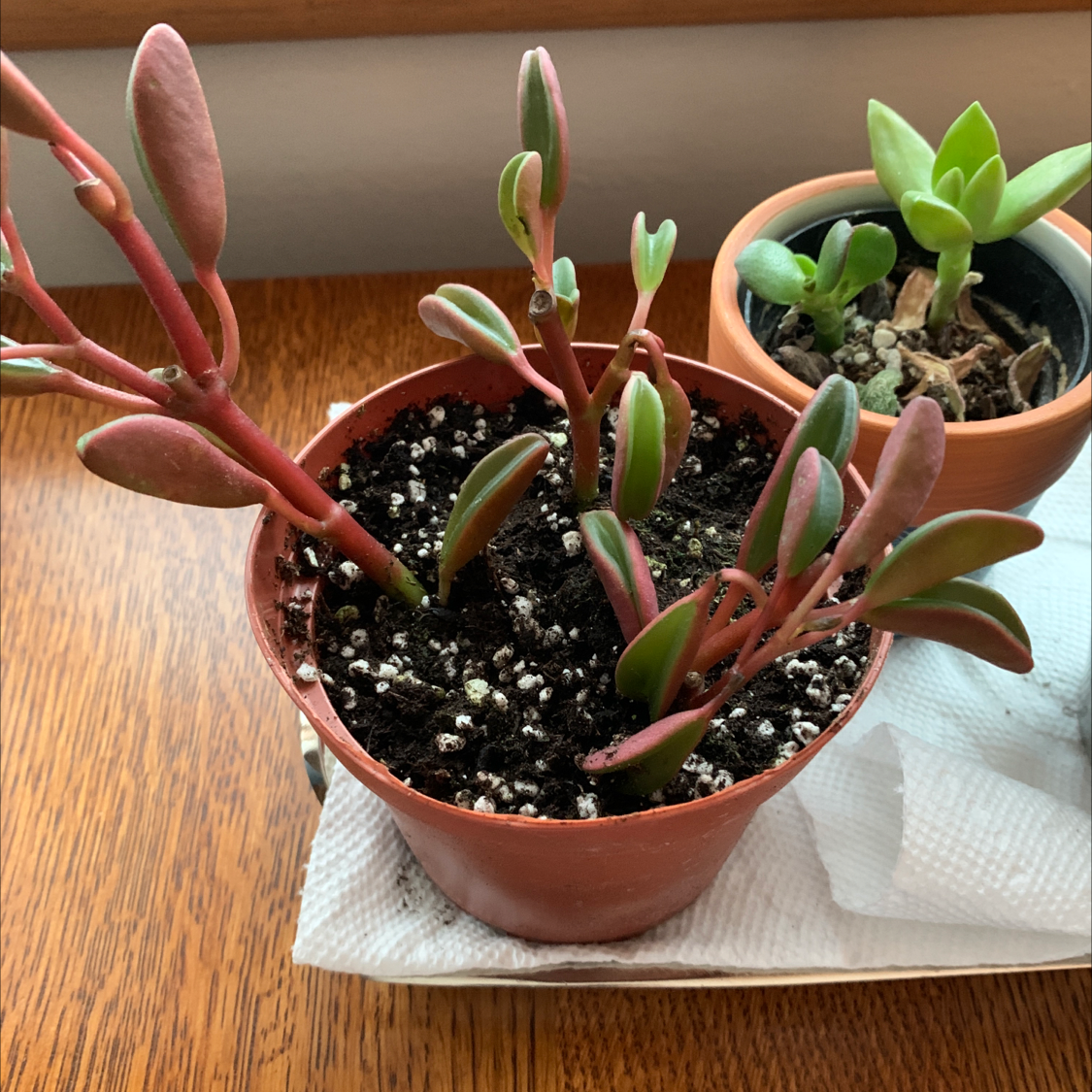 Peperomia 'Ginny' plant in a pot with visible soil and another plant in the background.