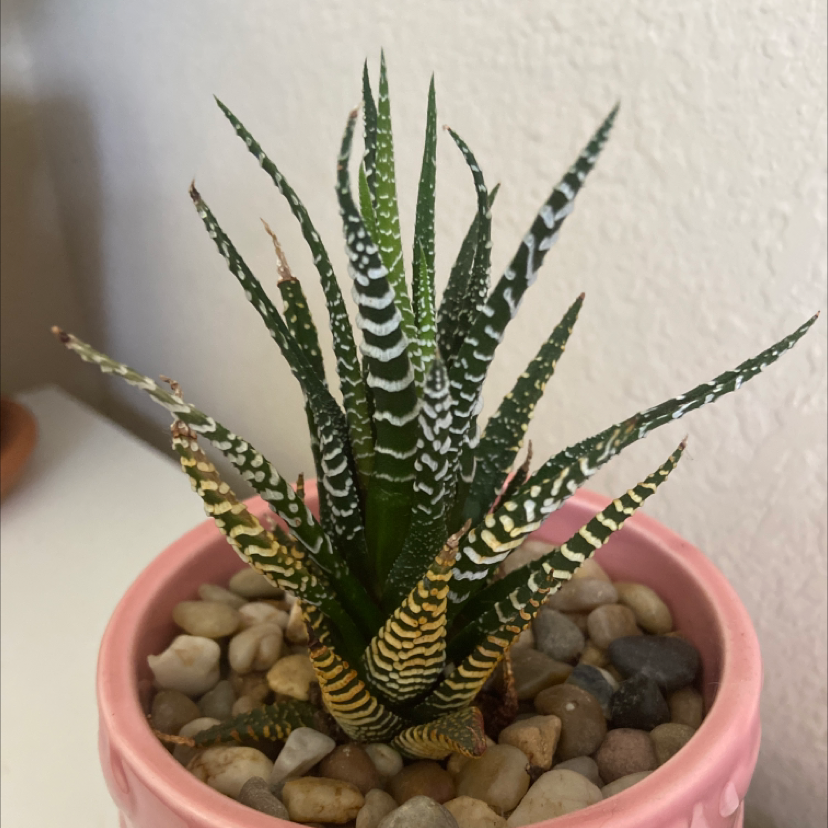 Zebra Plant plant photo by @ThatP1antGir1 named The weeknd on Greg, the plant care app.
