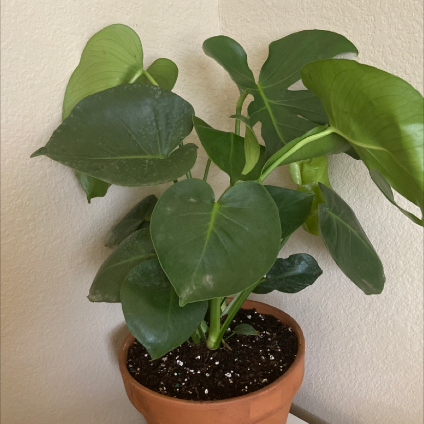 Monstera plant photo by @ThatP1antGir1 named Sage on Greg, the plant care app.