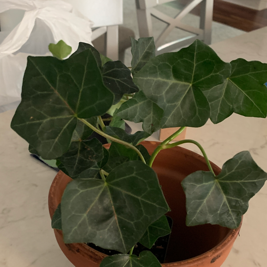 English Ivy plant photo by @Luke_Walls named Greg🐈 on Greg, the plant care app.