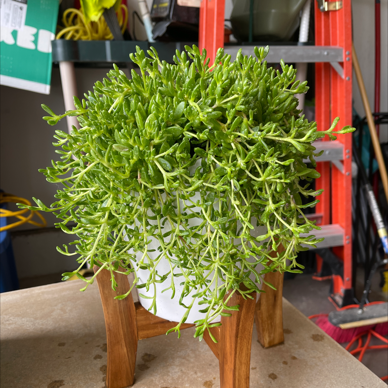 Photo of the plant species Hardy Yellow Ice Plant by Aiden named Hardy ￼yellow ice plant￼ on Greg, the plant care app