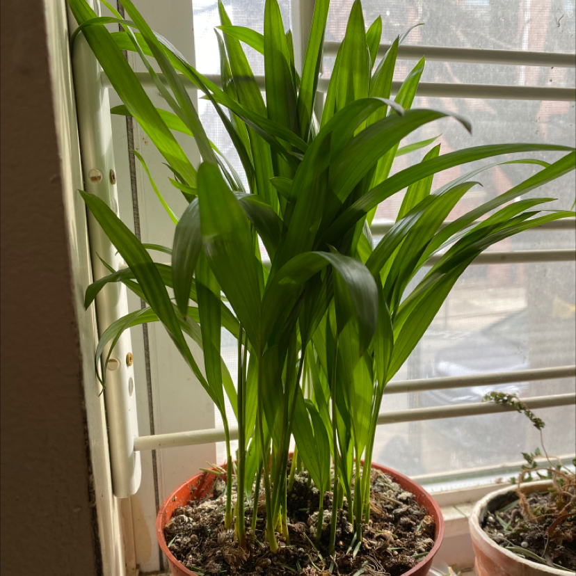 A healthy Areca Palm in a terracotta pot on a windowsill, with lush green upright fronds.