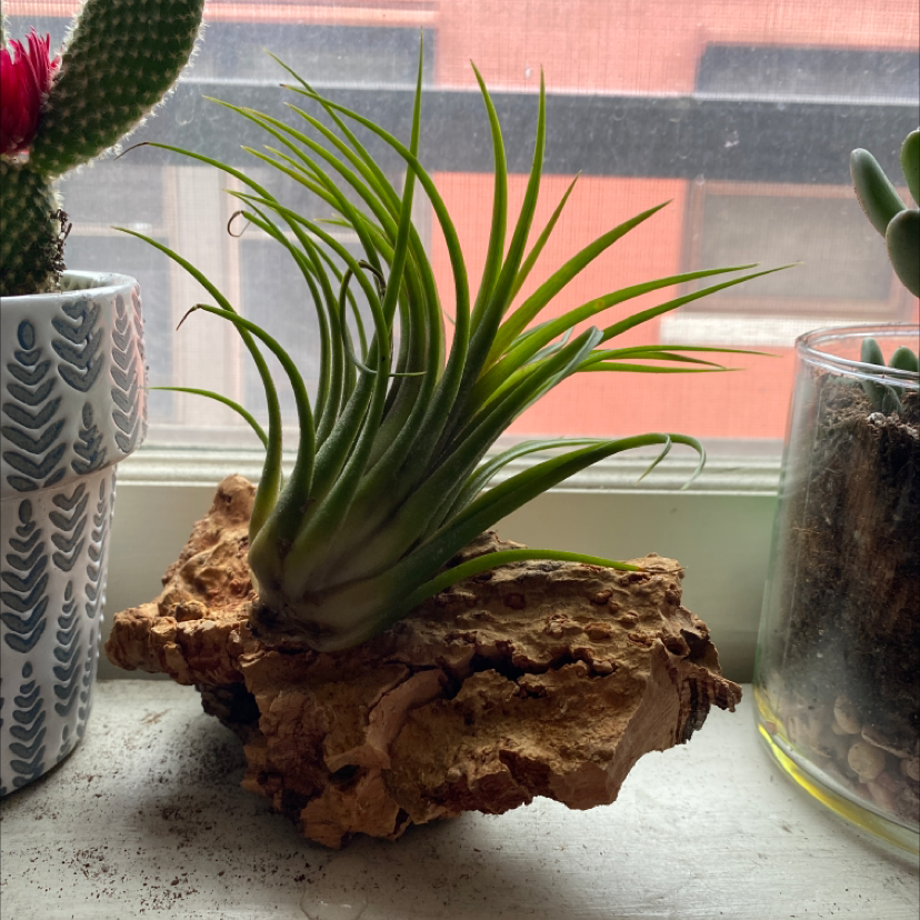 Tillandsia harrisii plant on bark, placed on a windowsill with other plants.