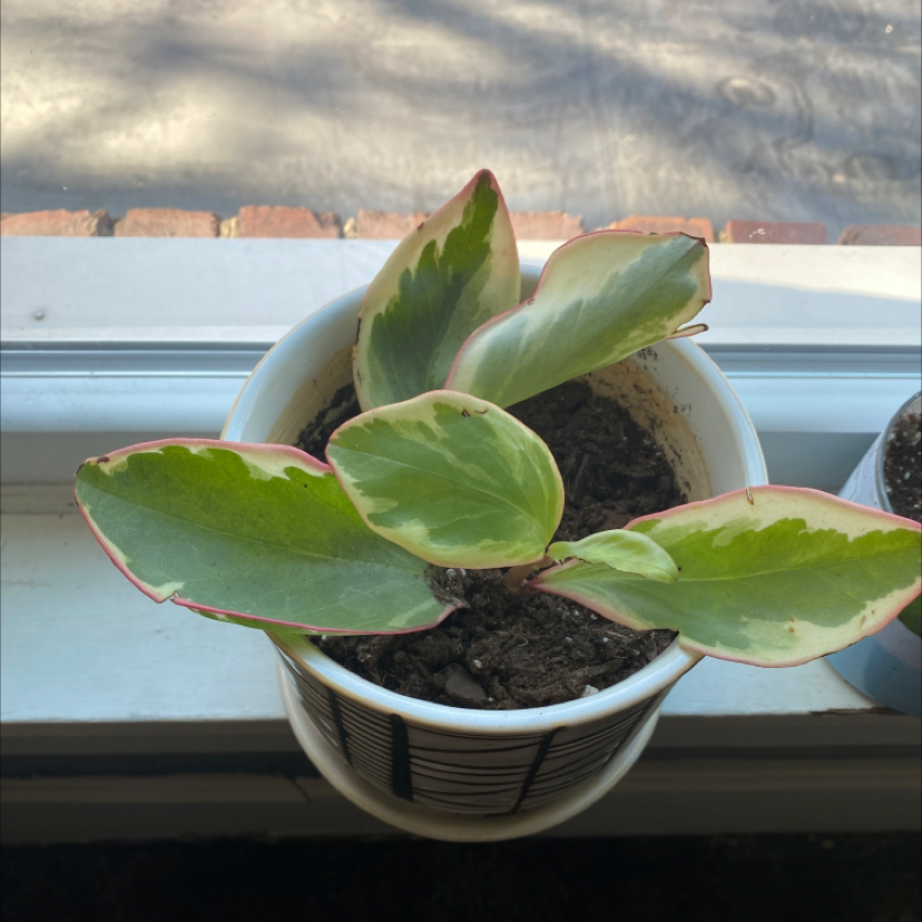 Potted Jelly Plant with variegated leaves on a windowsill.