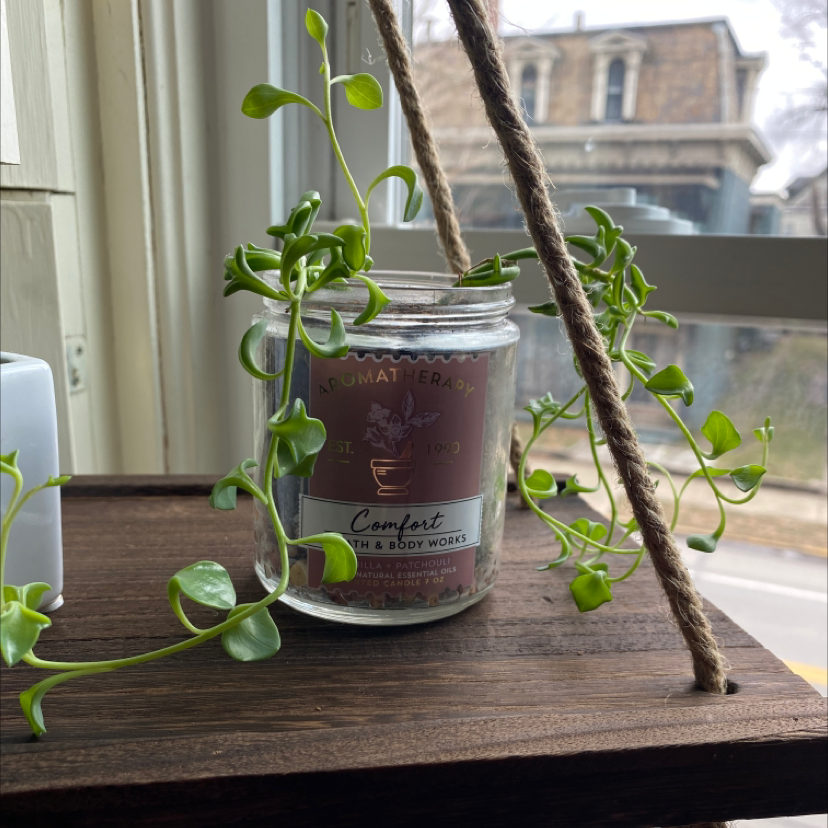 String of Dolphins plant in a glass container on a wooden shelf, appearing healthy.