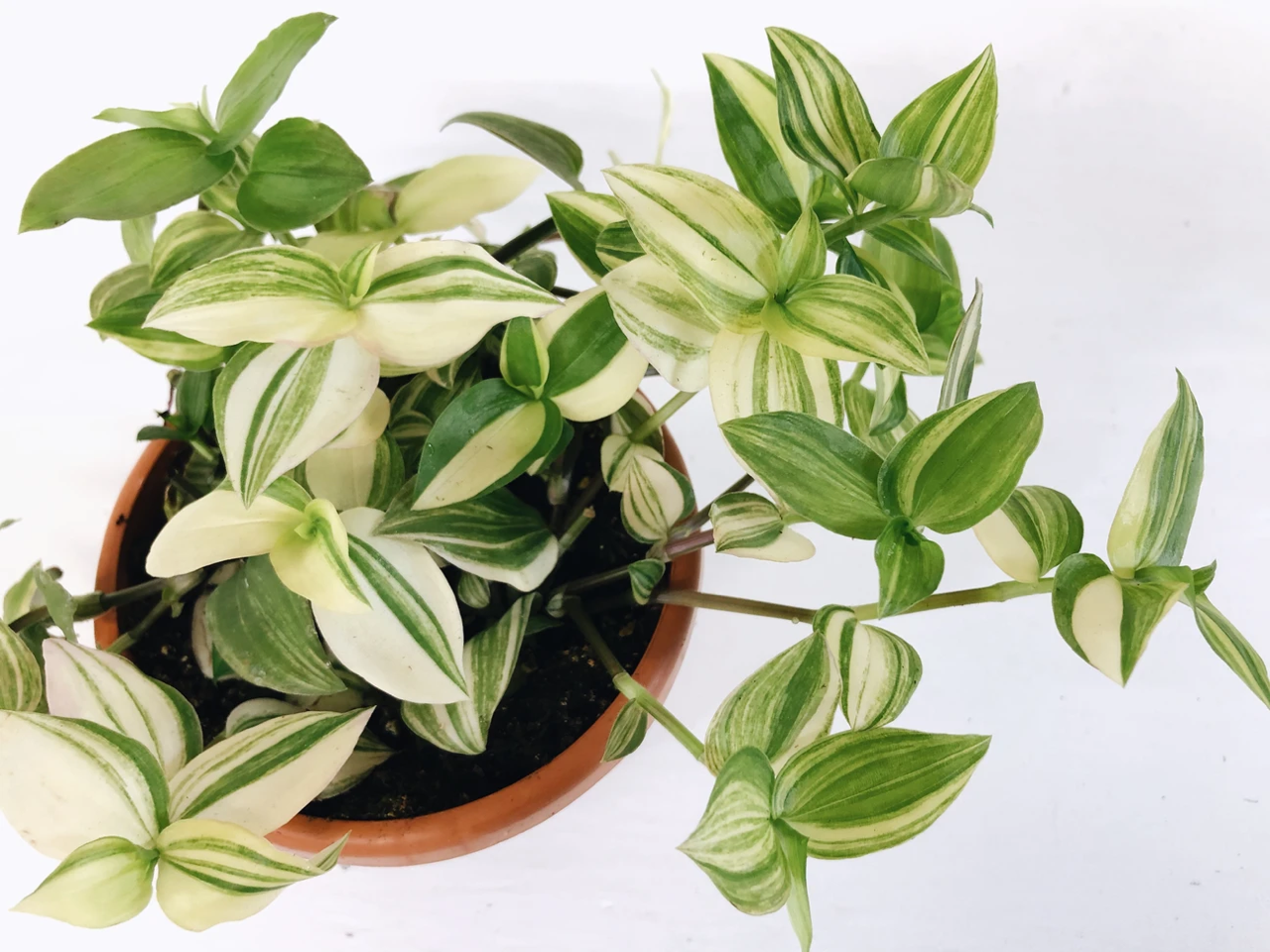 Tradescantia albiflora 'Albovittata' plant in a pot with variegated green and white leaves.