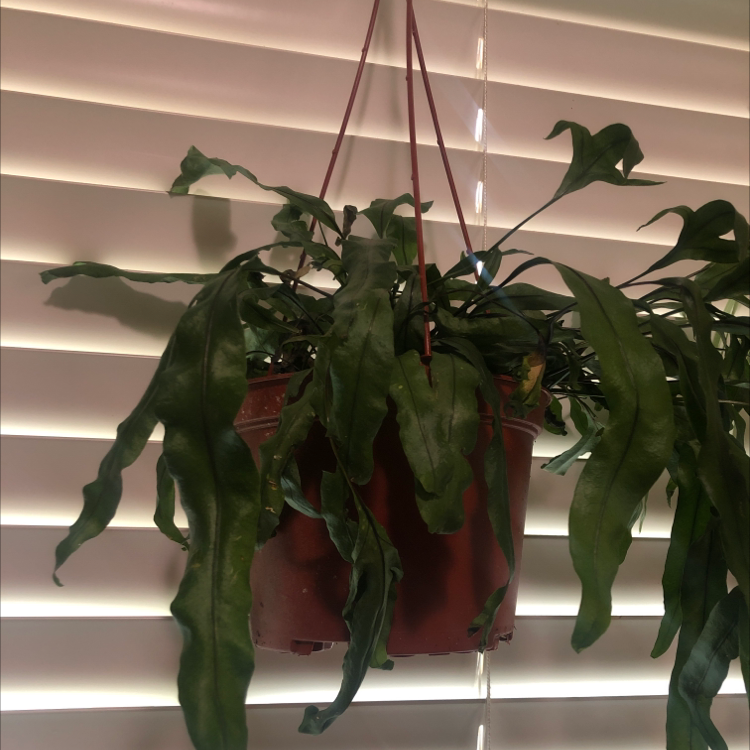 Dutchman's Pipe Cactus in a hanging pot with elongated green leaves against window blinds.