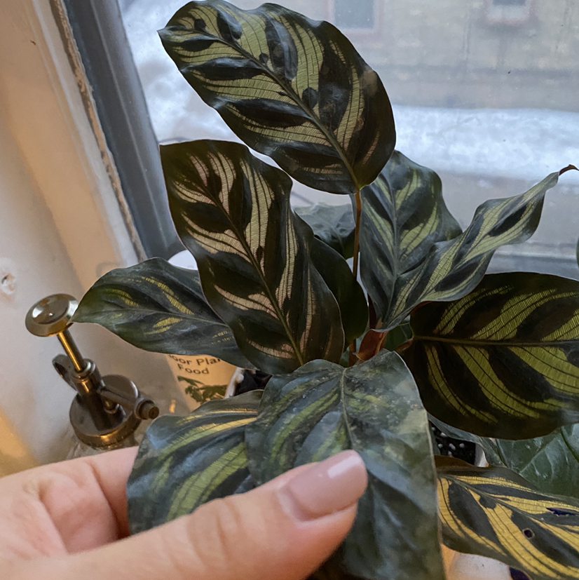 Cathedral Windows plant with patterned leaves held by a hand near a window.