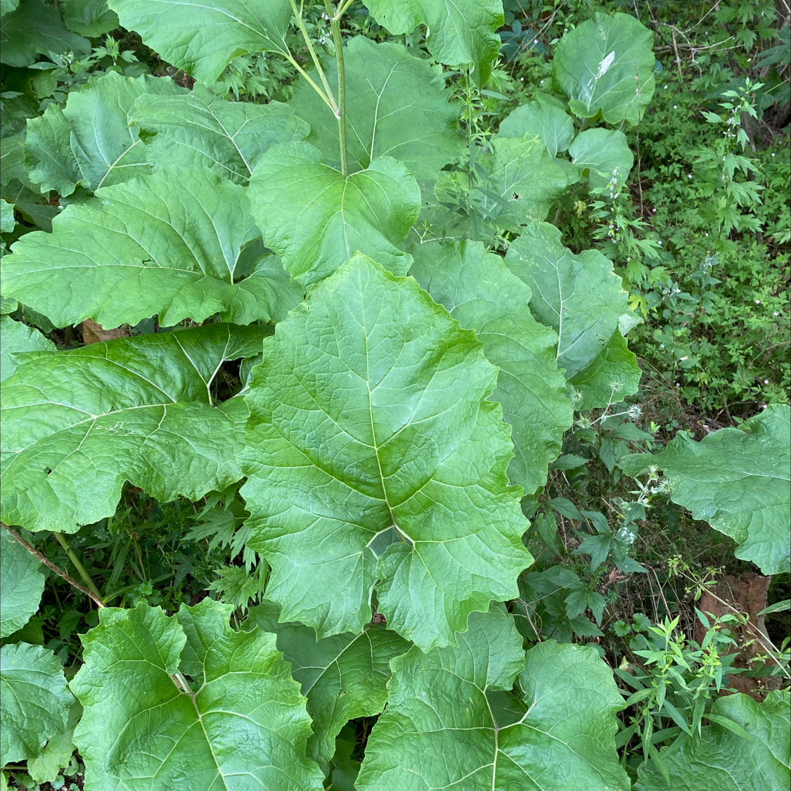 Photo of the plant species Woolly Burdock by Rebecca named Plant 1 on Greg, the plant care app