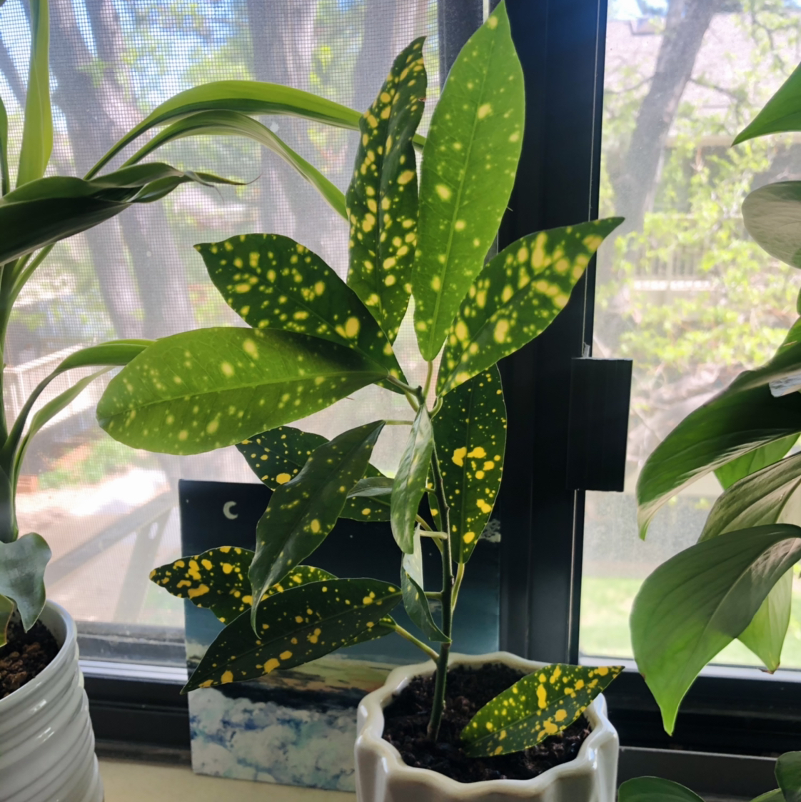 Healthy, mature Gold Dust Dracaena plant with striking green and yellow variegated leaves, growing in a blue and white ceramic pot on a windowsill.