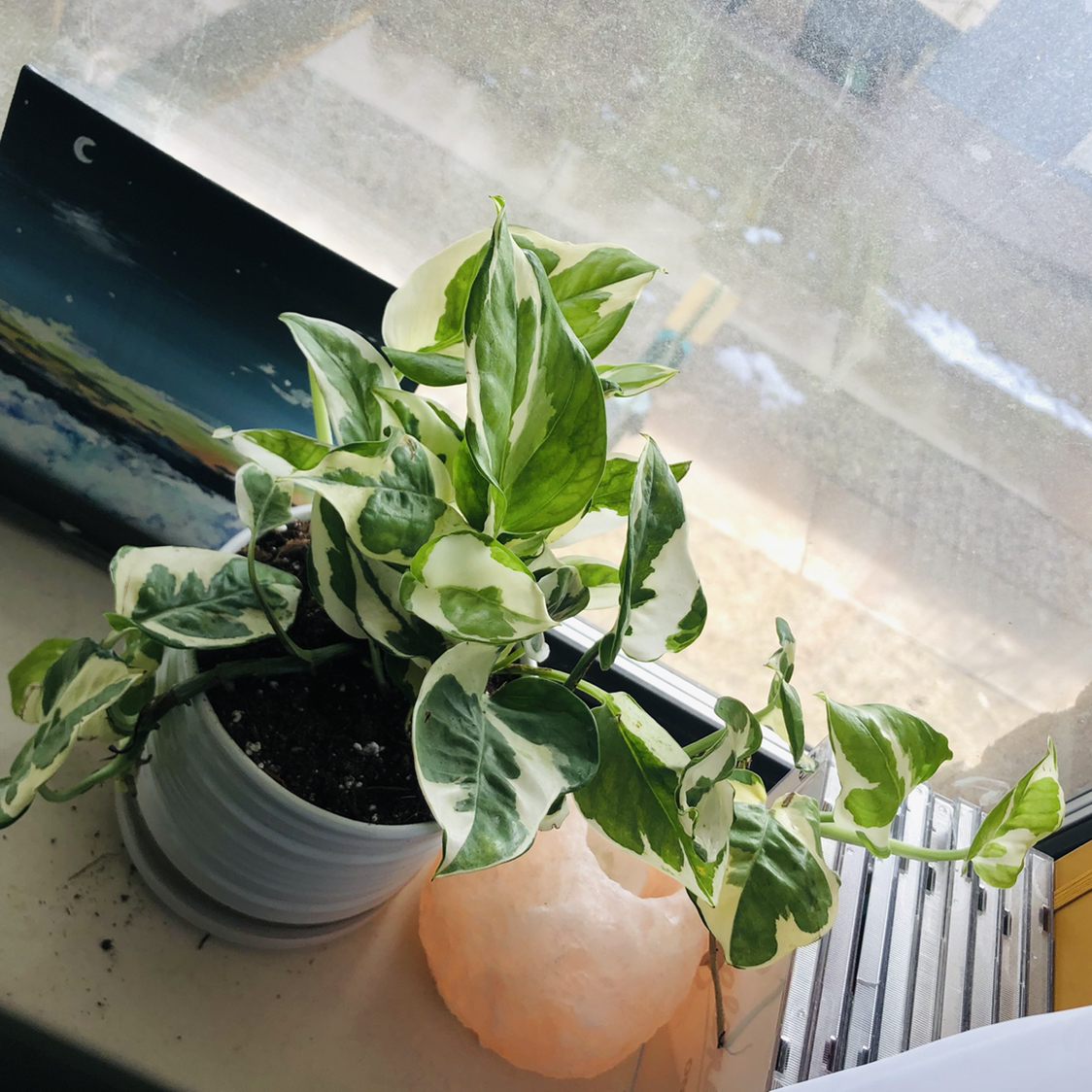 Pearls and Jade Pothos plant in a pot on a windowsill with variegated green and white leaves.