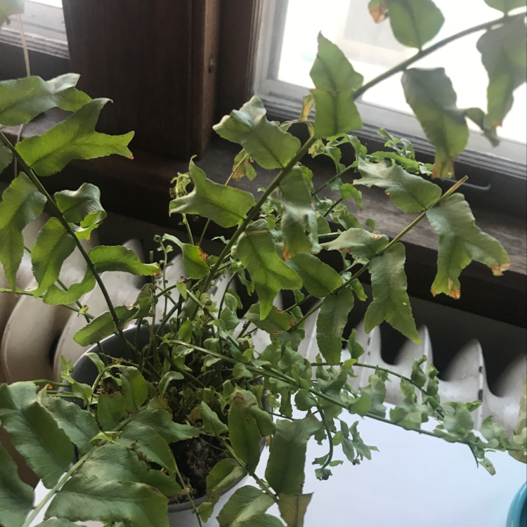 Photo of the plant species Cyrtomium falcatum by Sophia named asshole on Greg, the plant care app