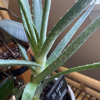 Aloe Vera plant in Canby, Oregon