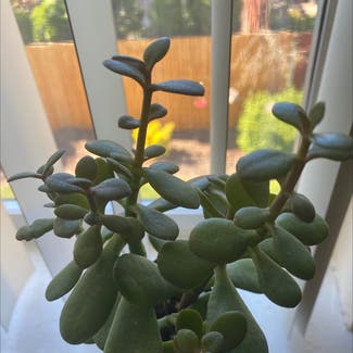 Jade plant in Canby, Oregon