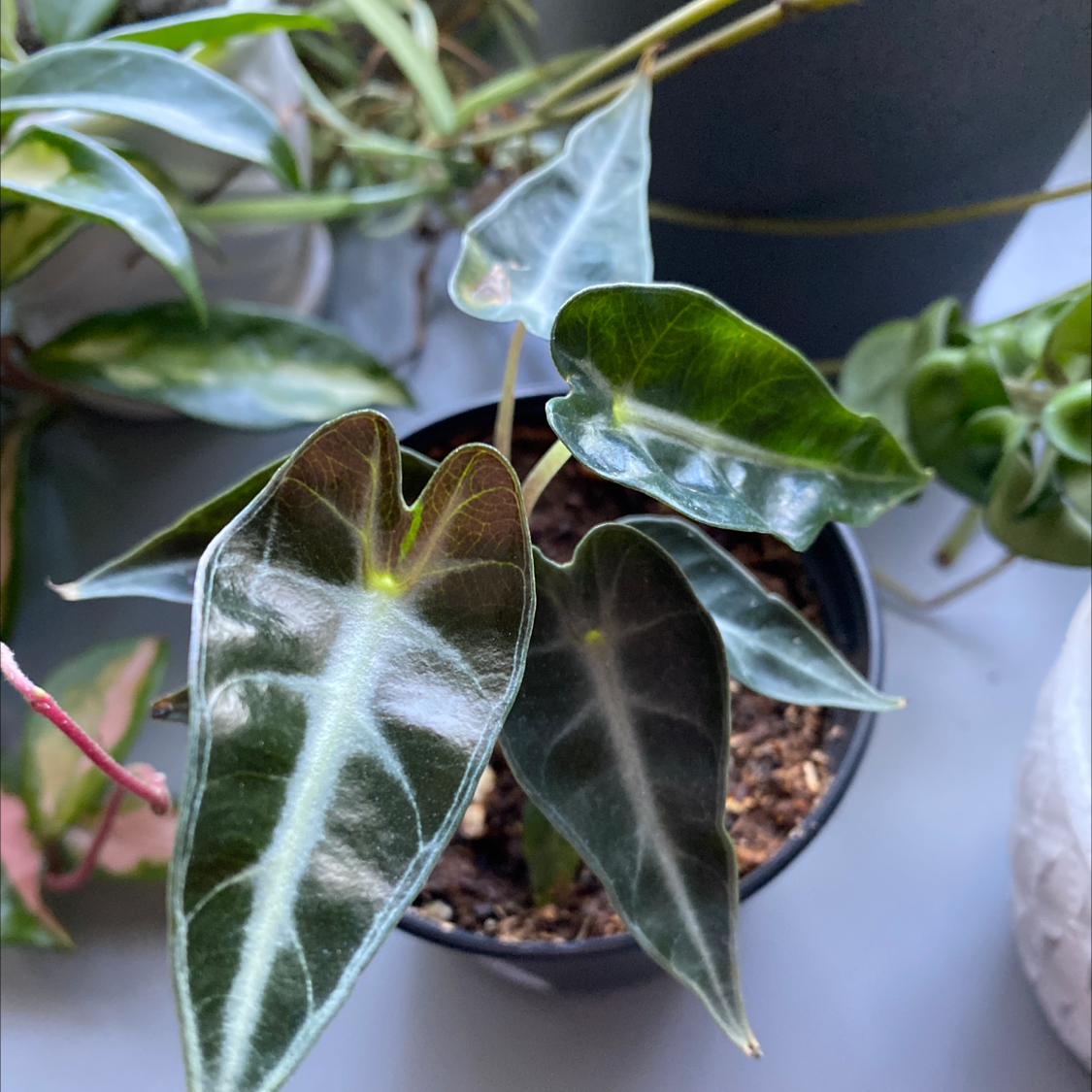 Photo of the plant species Alocasia 'Bambino' by @Blakeleem named Vassa on Greg, the plant care app