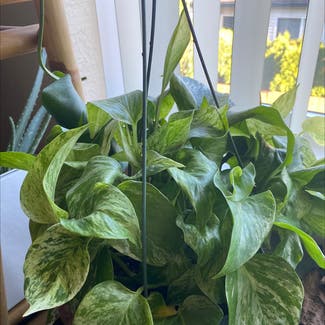 Marble Queen Pothos plant in Canby, Oregon