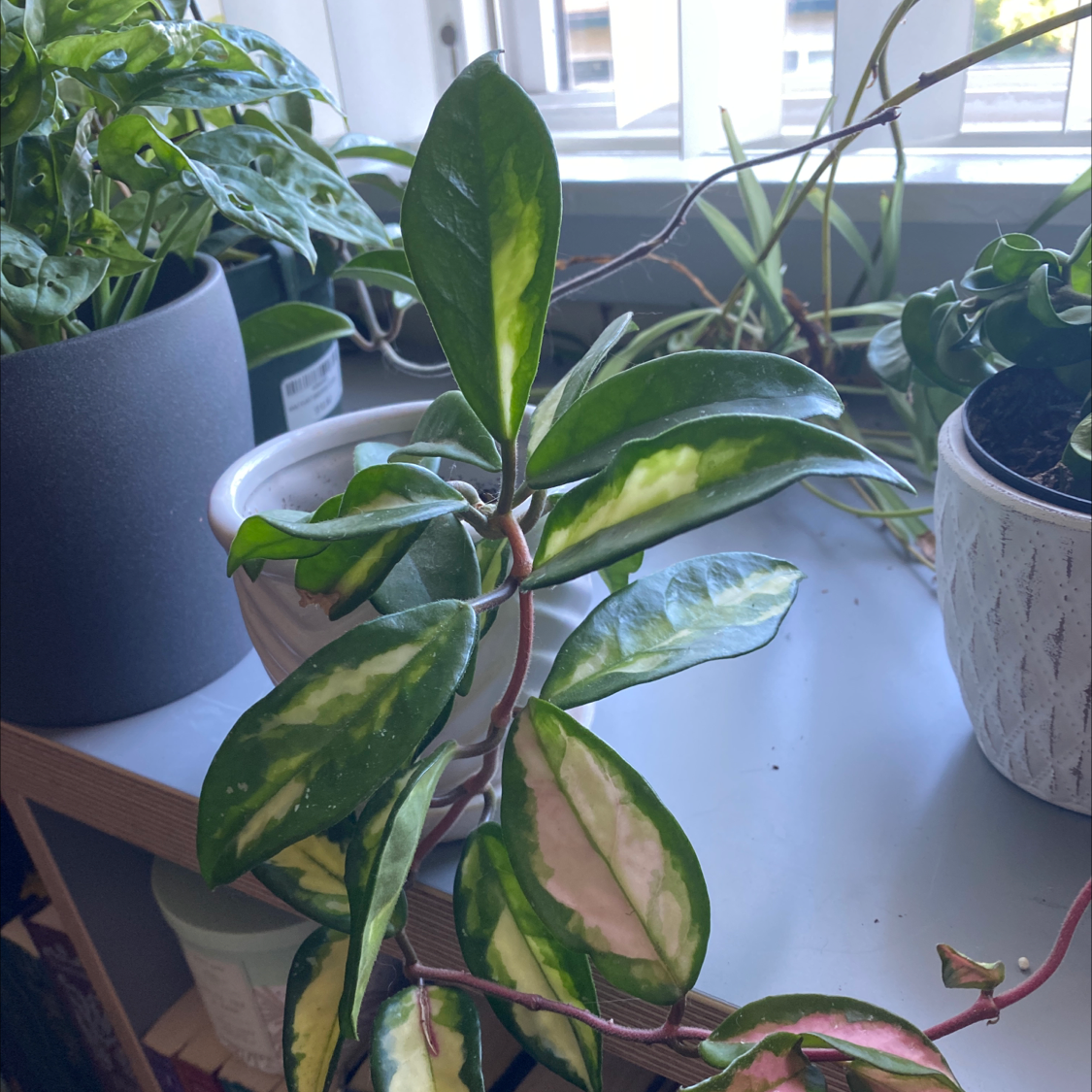 Photo of the plant species Krimson Princess Hoya by @Blakeleem named Amren on Greg, the plant care app