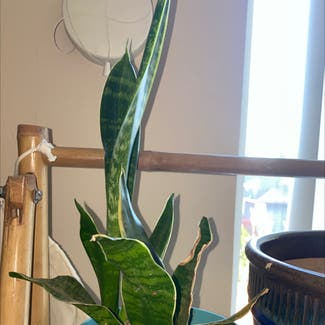 Snake Plant plant in Canby, Oregon