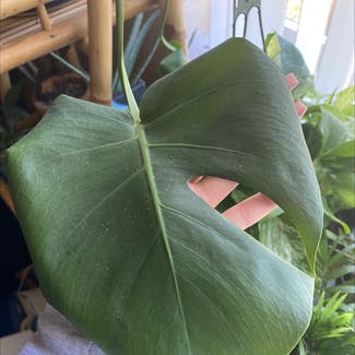 Monstera plant in Canby, Oregon