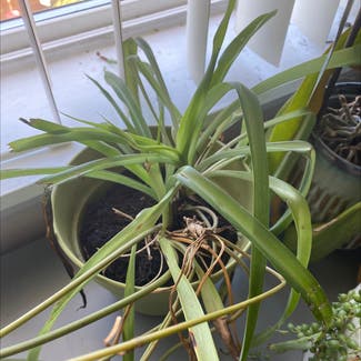 Spider Plant plant in Canby, Oregon