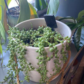 String of Pearls plant in Canby, Oregon