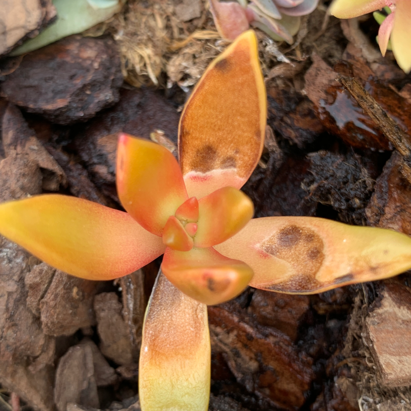 Succulent plant with browning and black spots on leaves, set against soil and mulch.