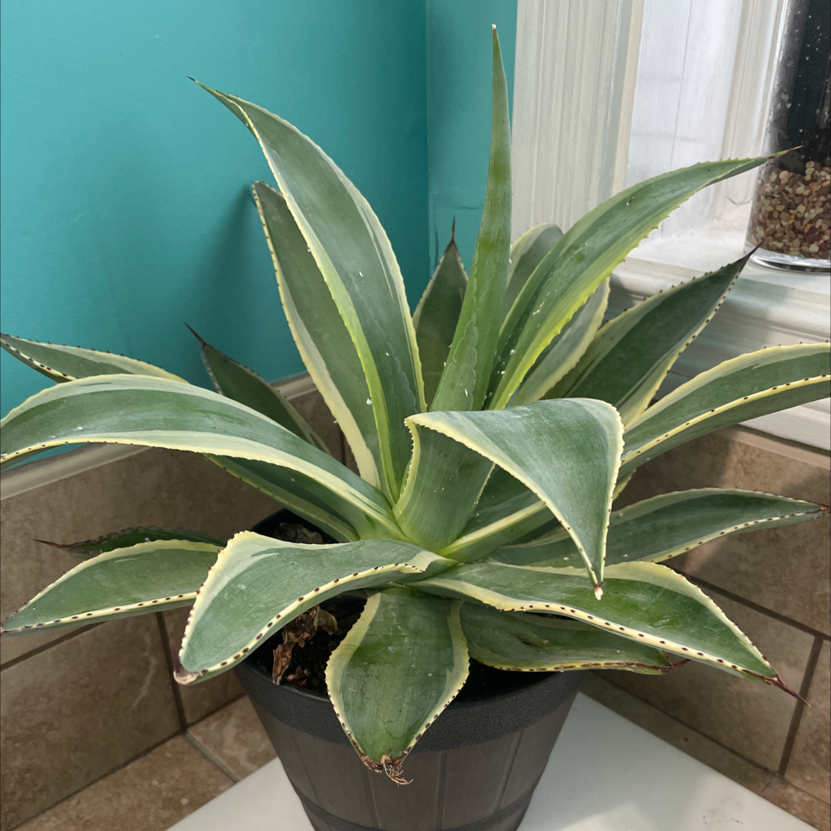 Photo of the plant species Marbled Agave by Shelby named Einstein on Greg, the plant care app